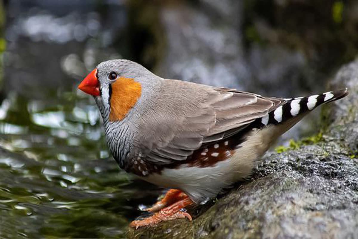 oiseau mandarin