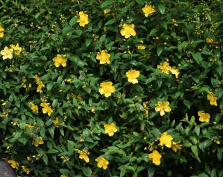 millepertuis - Hypericum Hidcote