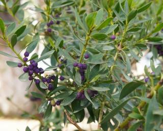 myoporum