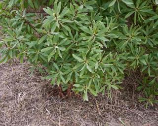 myoporum plantation