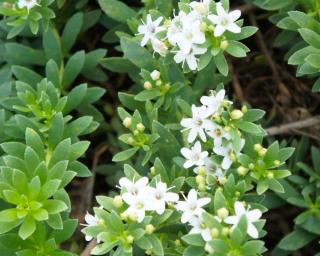 myoporum parvifolium