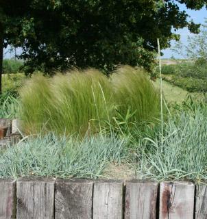 plante poussant dans du sable - dune