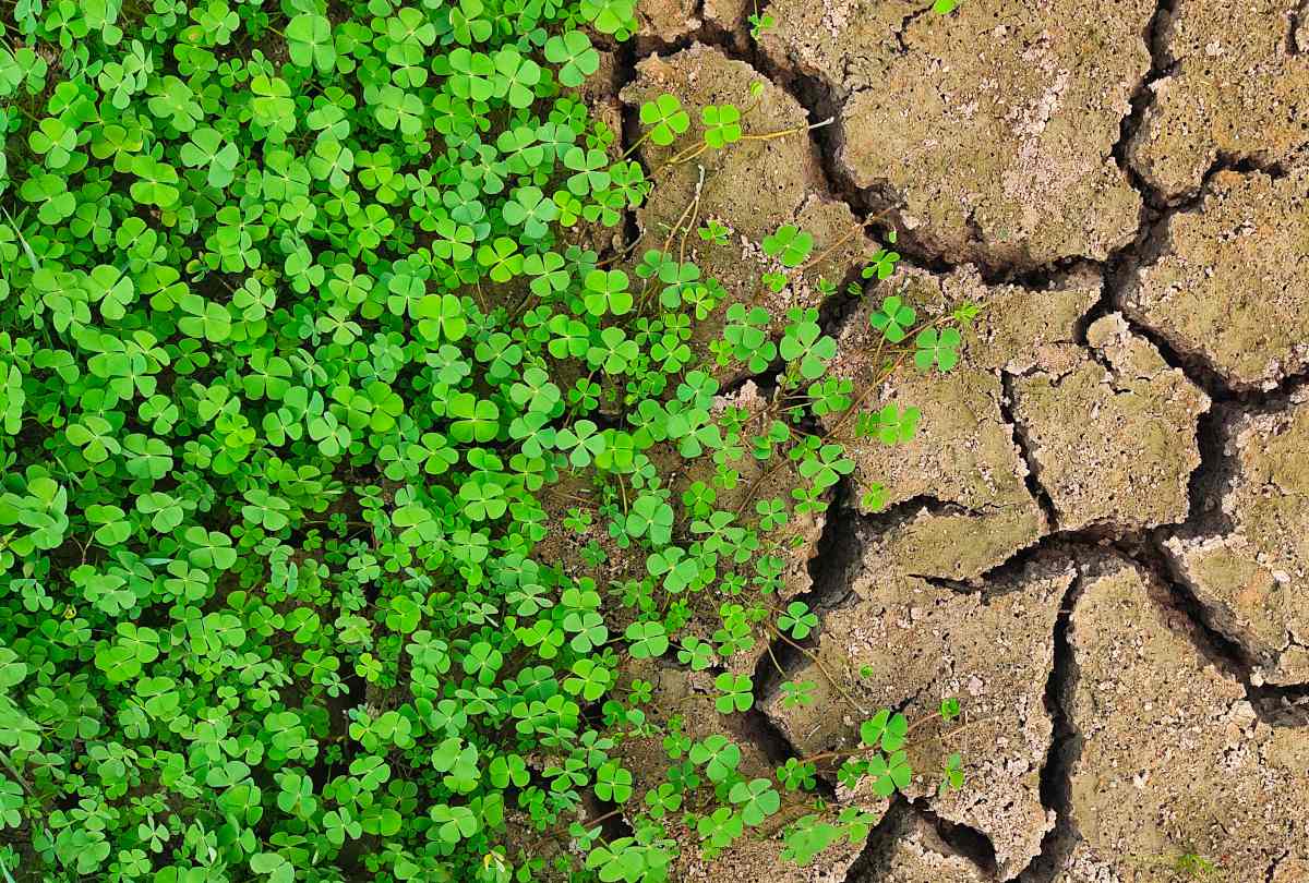 plantes pour terre argileuse