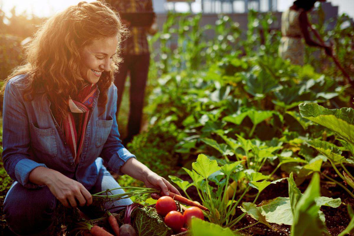 potager sans entretien