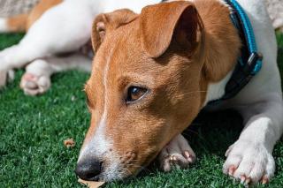 puce chez le chien manifestation