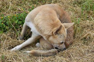 puces chez le chien traitement