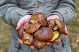 recolte cueillette Bolet jaune - Suillus luteus