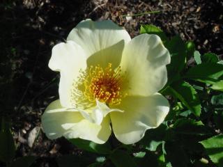 rosa pimpenellifolia 'Altaïca' - fleur qui pousse dans le sable