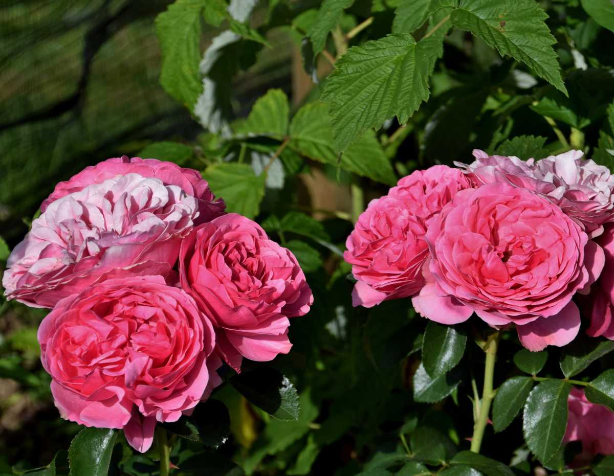 rosier rose Line renaud