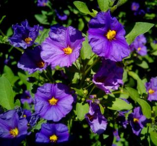 solanum-rantonnetii-solanacées