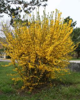 taille arbuste a fleurs