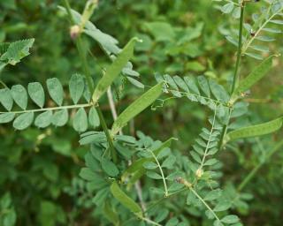 vesce cultivée engrais vert