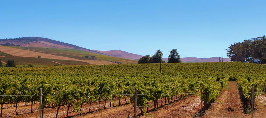 vignoble-1024x454