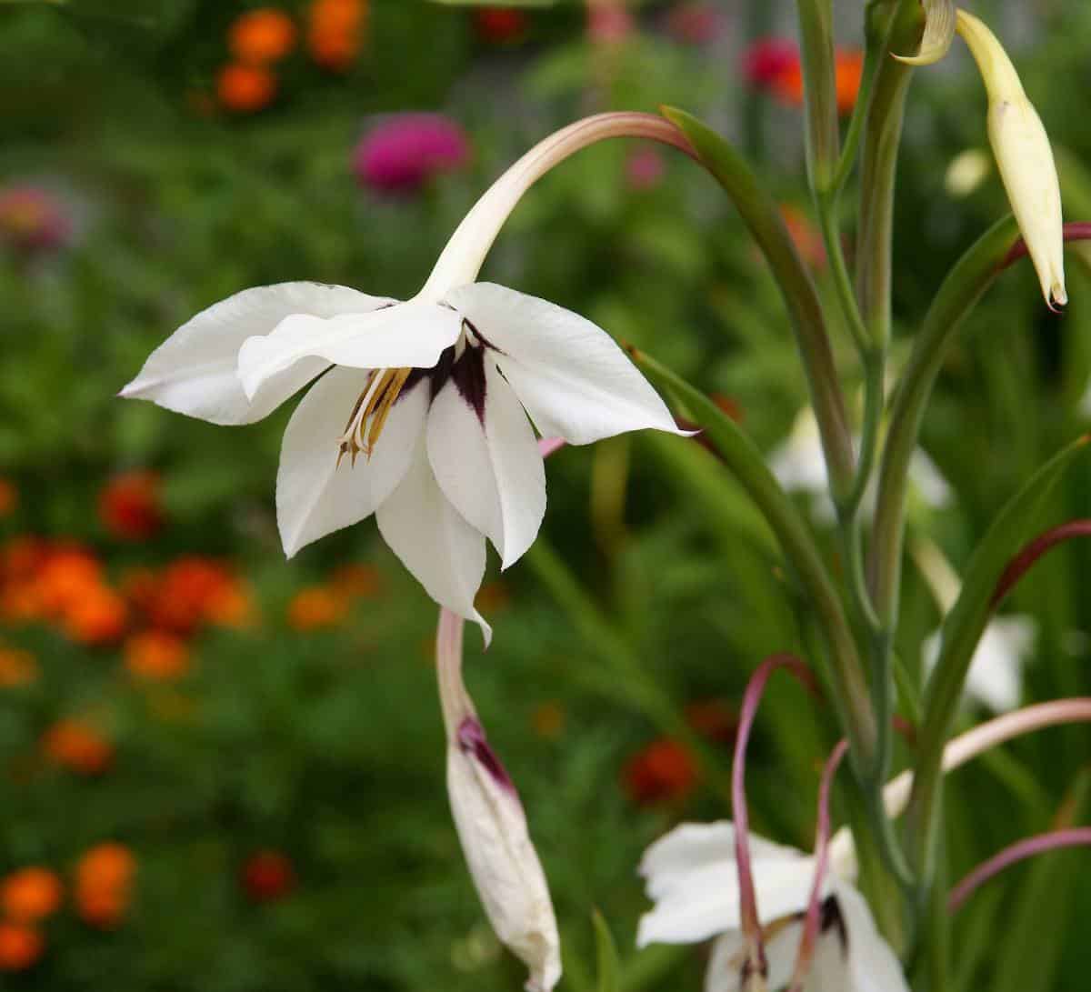 Acidanthera - Gladiolus callianthus
