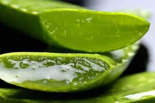 Le gel d’aloe vera, pour apaiser les coups de soleil