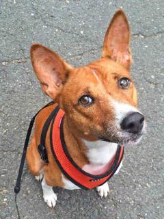 Les chiens qui aboient le moins : le Basenji