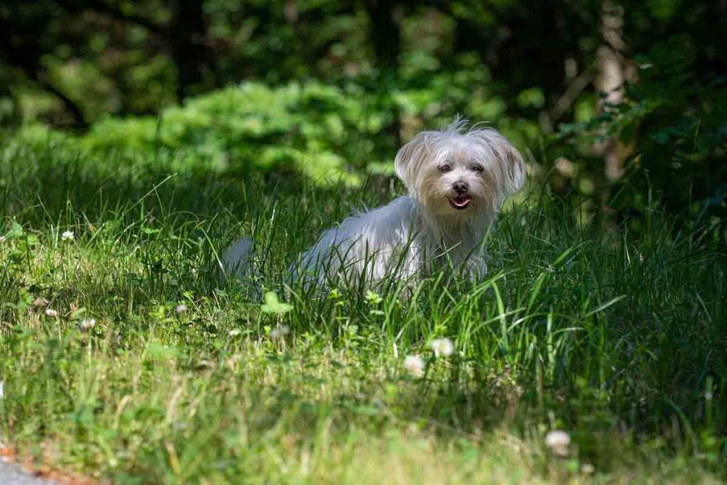 Les meilleures races de chien pour une personne âgée qui vit seule