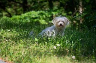 Bichon Maltais : parmi les meilleures races de chien pour une personne âgée qui vit seule