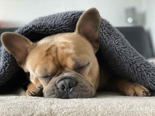 Bouledogue français : parmi les meilleures races de chien pour une personne âgée qui vit seule