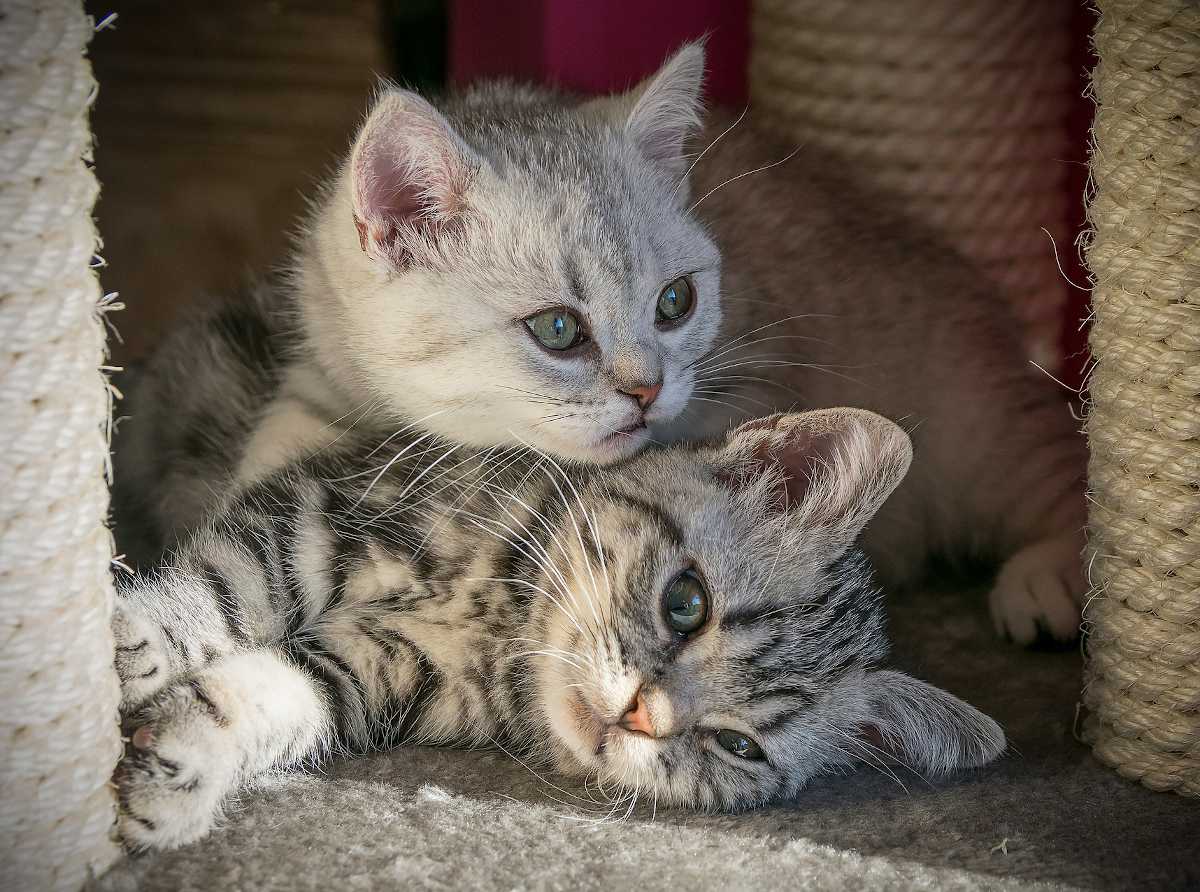 British shorthair chat