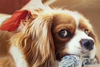 Cavalier King Charles spaniel : parmi les meilleures races de chien pour une personne âgée qui vit seule