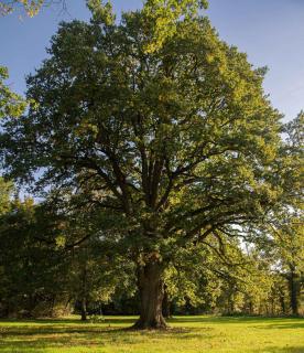 Chêne pédonculé - Quercus robur