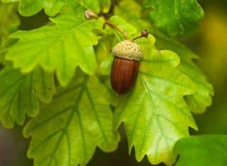 Feuille de Quercus robur - chêne pédonculé feuillage