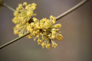 L'hamamelis pour soulager les jambes lourdes