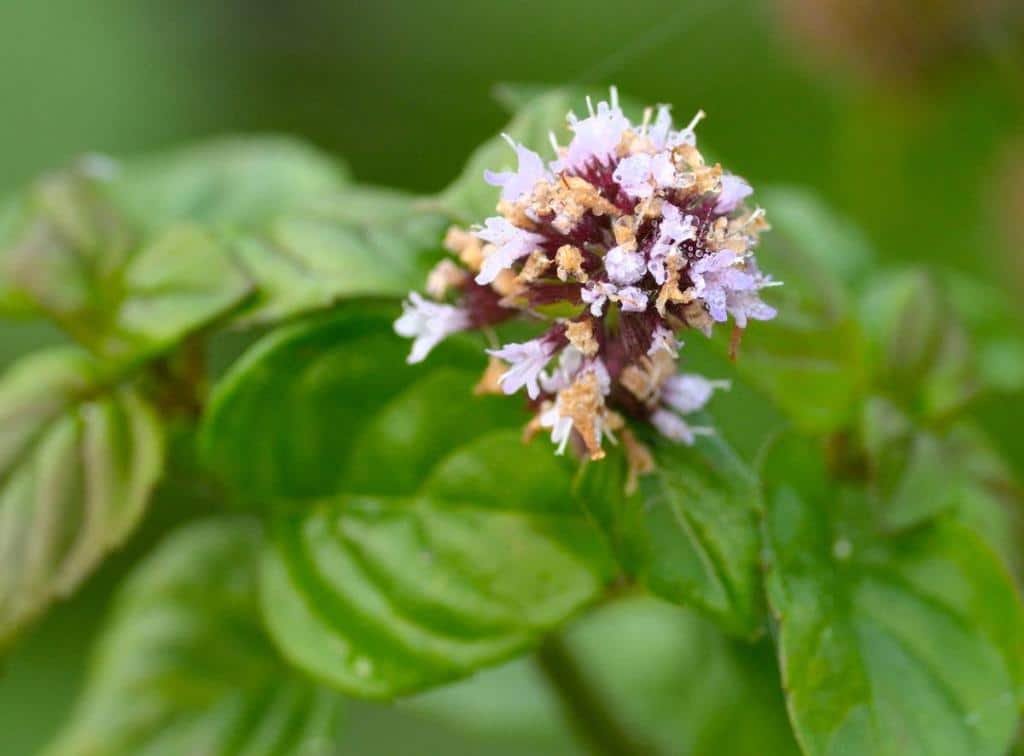 Menthe aquatique - Mentha aquatica - Menthe d'eau