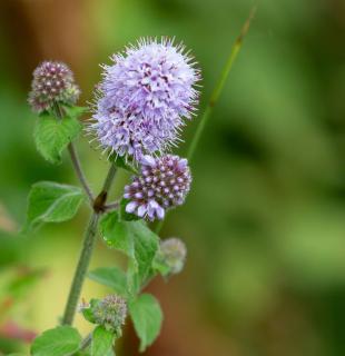 Menthe aquatique culture entretien