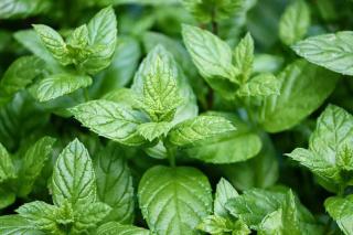 Menthe poivrée : plante médicinale à cultiver dans son jardin