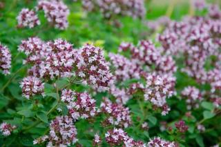 Origan : plante médicinale à cultiver dans son jardin