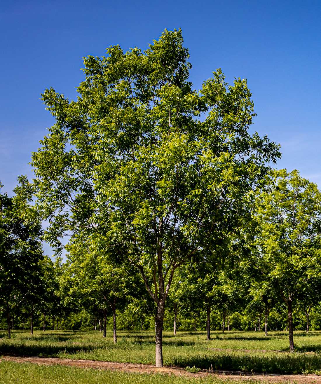 Pacanier (Carya illinoinensis), l'arbre de la noix de pécan