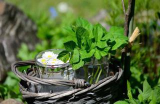 Plantes médicinales incontournables à cultiver dans son jardin