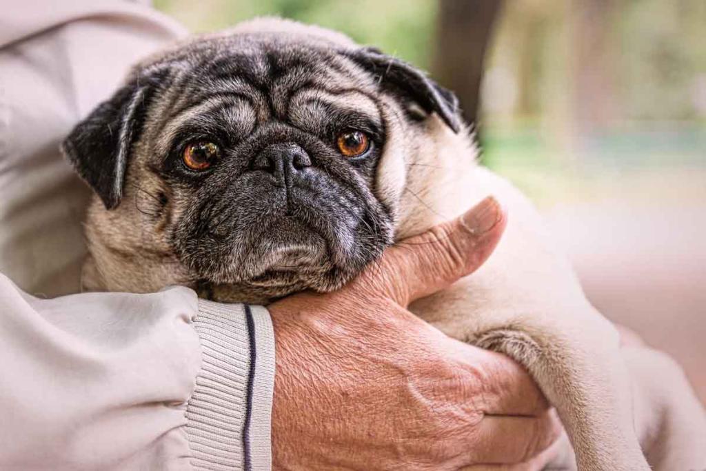 Les meilleures races de chien pour une personne âgée qui vit seule