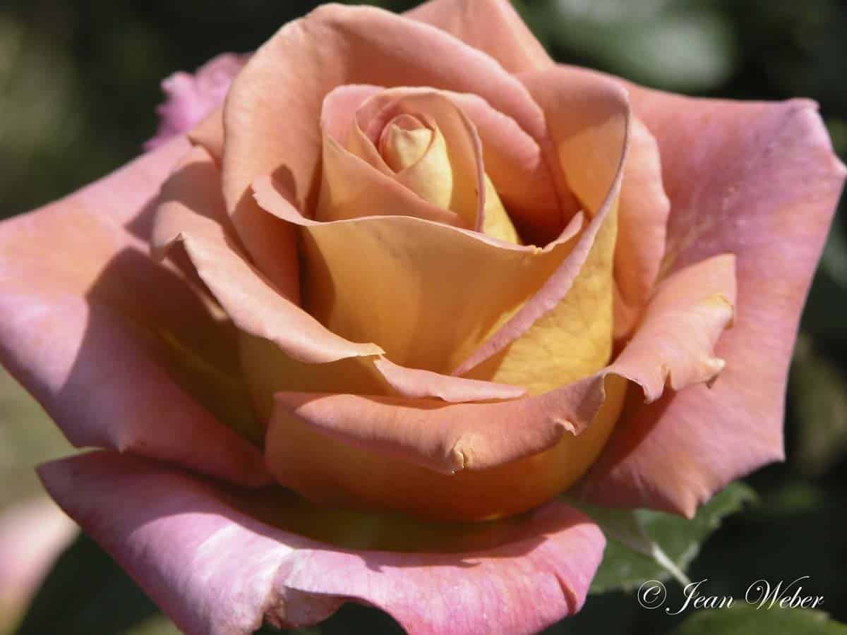 Rose rosier Michel Drucker