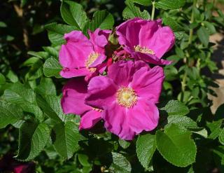 Rosier rugueux - Rosa rugosa