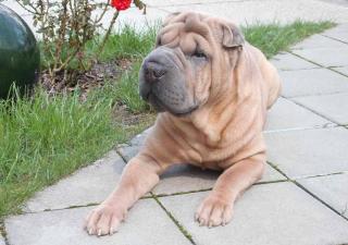 Les chiens qui aboient le moins : le Shar-Pei