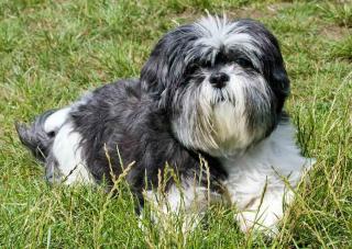 Shih tzu : parmi les meilleures races de chien pour une personne âgée qui vit seule