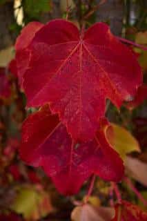 La vigne rouge pour soulager les jambes lourdes