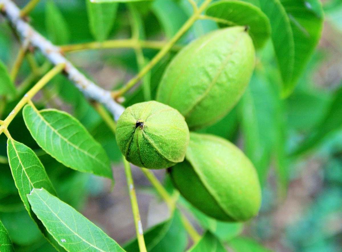 arbre noix de pécan - pacanier