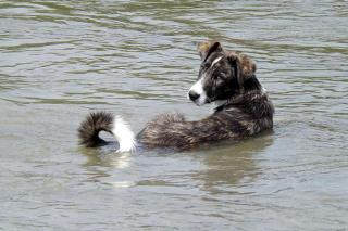 Laisser son chien se baigner l'été