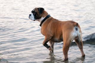 Laisser se baigner son chien l'été, les dangers