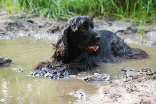 Laisser son chien se baigner l'été, les précautions