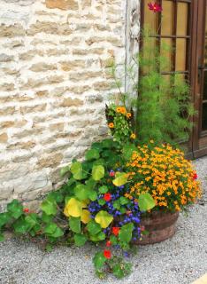 barrique de vin - tonneau fleuri