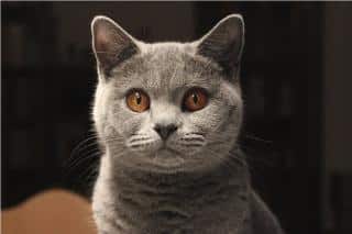 british shorthair entretien