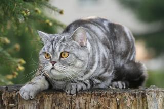 british shorthair, taille, poids