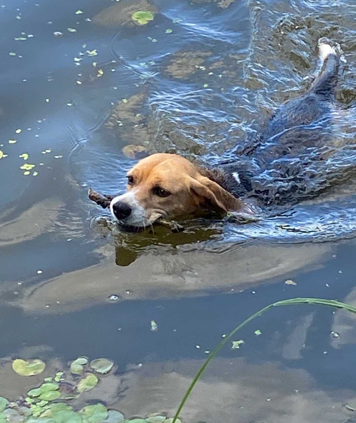 chien baignade