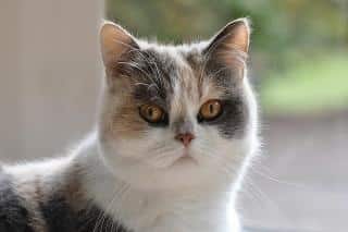 l'exotic shorthair