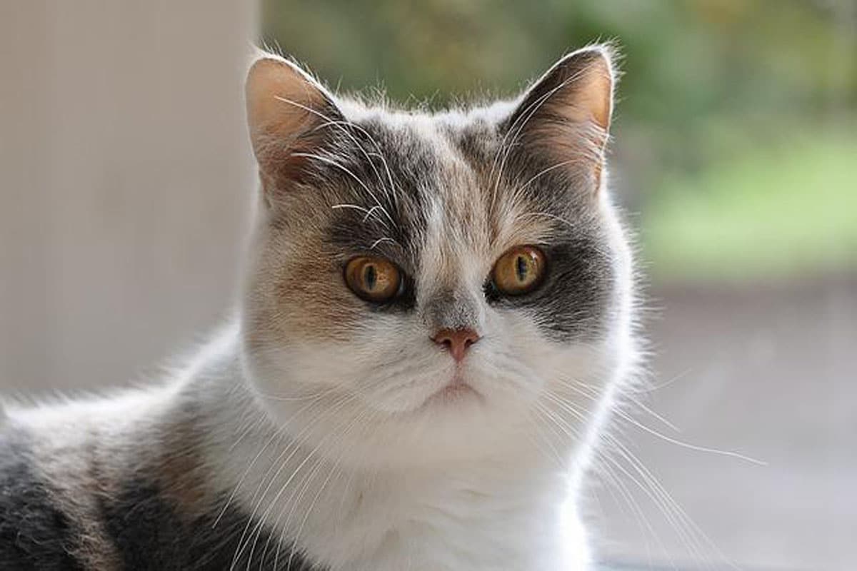 l'exotic shorthair